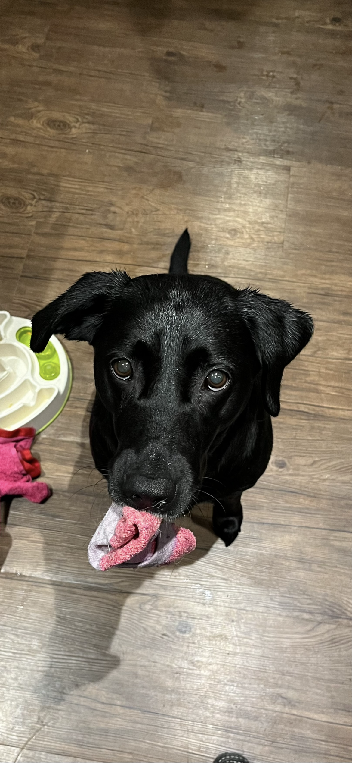 Original uploaded dog photo